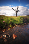 Dead Tree Rannoch Moor Scotland